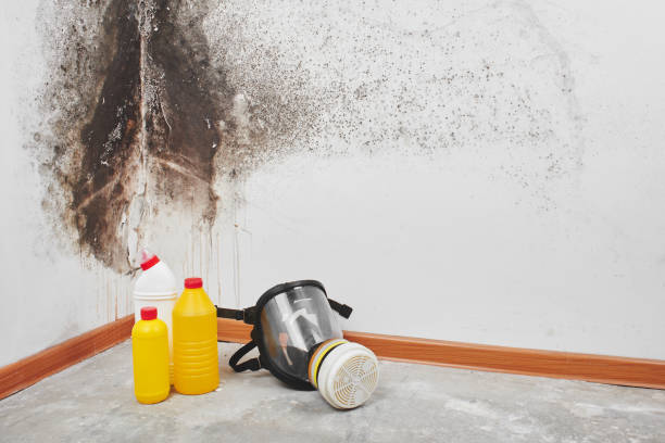 Best Health and Safety Mold Remediation in Chelsea, OK