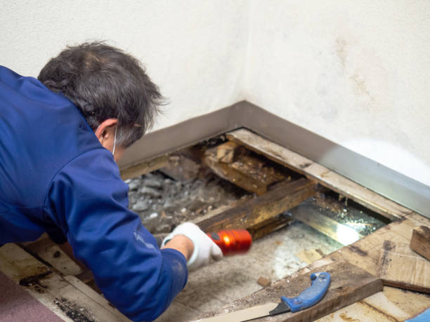 Best Residential Mold Remediation in Chelsea, OK