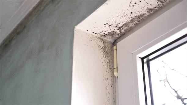 Best Post-Flood Mold Remediation in Chelsea, OK