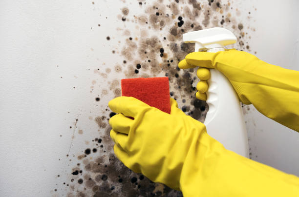Best Health and Safety Mold Remediation in Chelsea, OK
