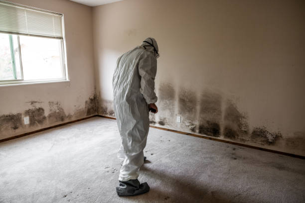 Best Mold Remediation for Specific Building Types in Chelsea, OK